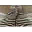 Modern Area Rug