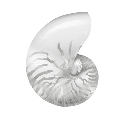 «Silver Pearl Shell III» par Caroline Kelly - reproduction d'art sur toile tendue