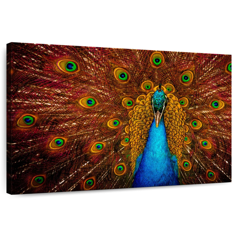 Brampt Indian Peacock