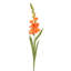 GLADIOLUS STEM