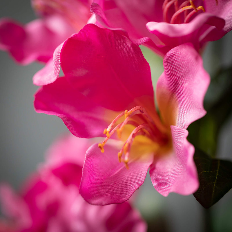 Azalea Arrangement