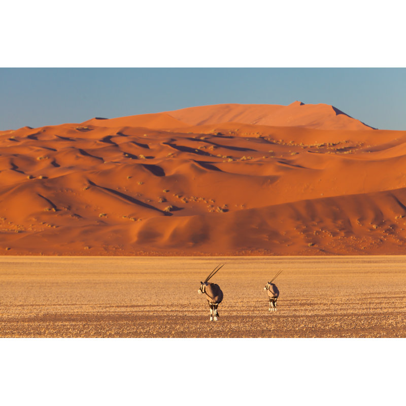 Gemsbok dans le désert, H 8 po x l 12 po