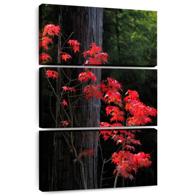 Harnek Japanese Maple Autumn