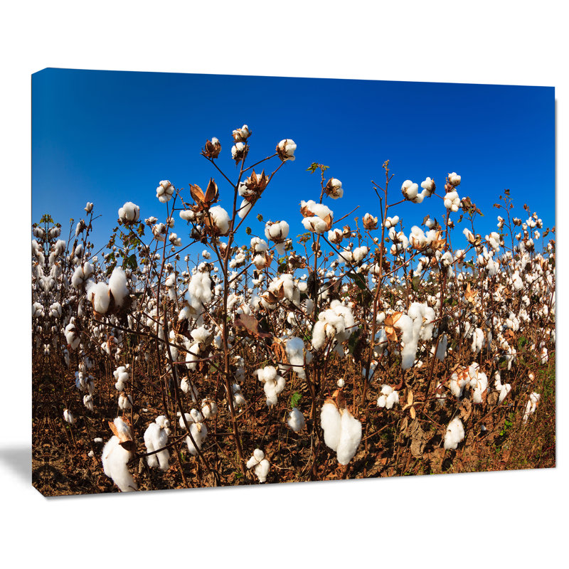 Blooming Alabama Cotton Field - reproduction de photo sur toile, Bleu d'exception
