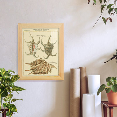 Antique Martini Shells IV - Single Picture Frame Print