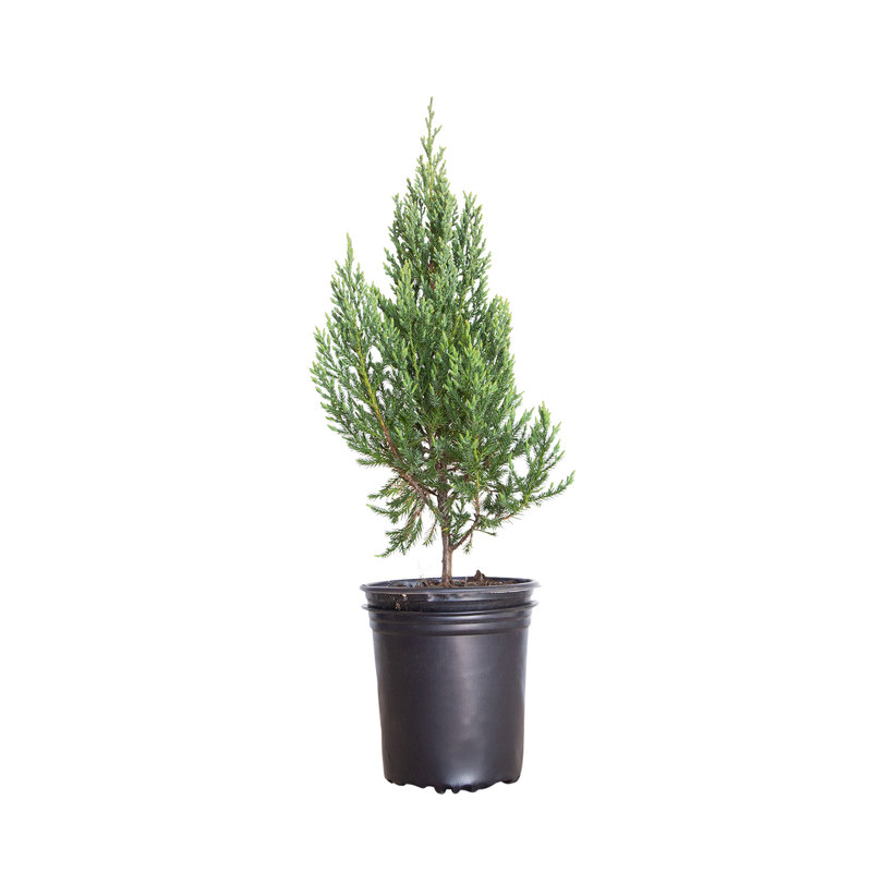 Blue Point Juniper - Upright Pyramidal Evergreen Shrub - 2.5 Qt Blue Point Juniper - Upright Pyramidal Evergreen Shrub - 2.5 Qt