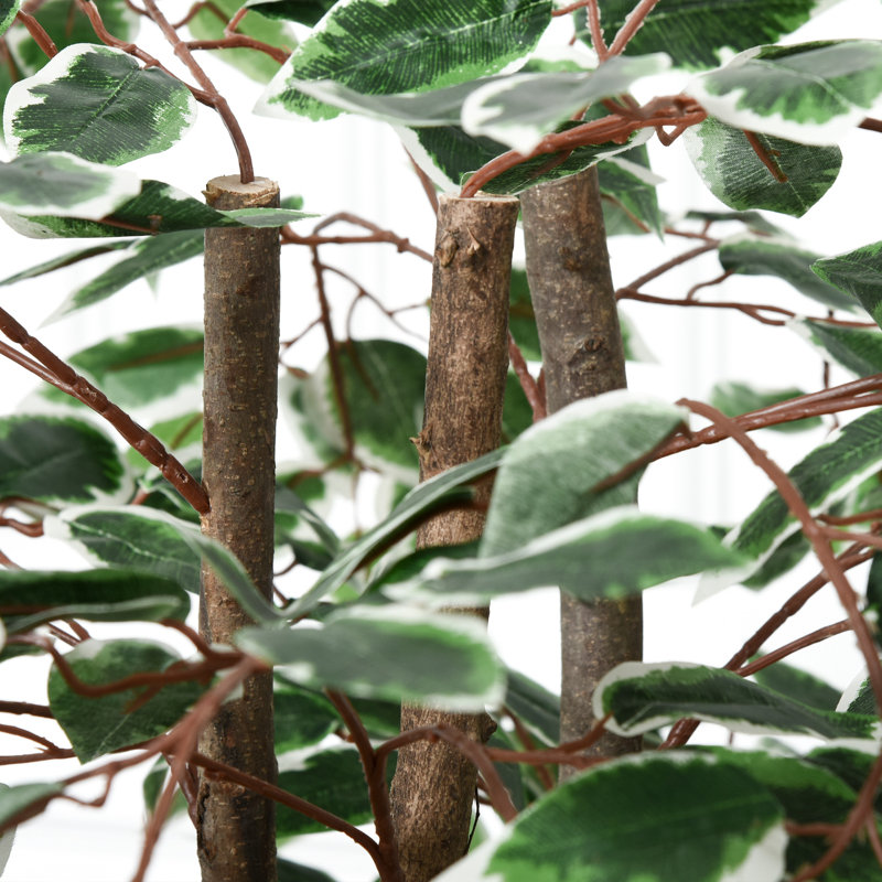 Plante 63 po
