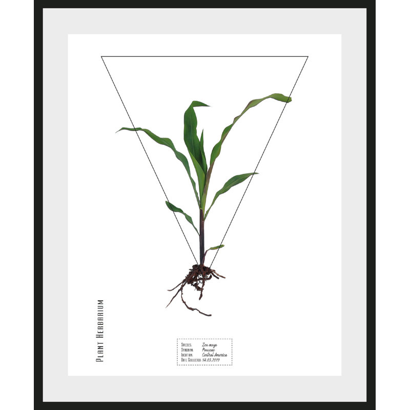 Plant - Single Picture Frame Print