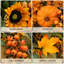 24" Sunflower Fall Wreath for Front Door with Artificial Maple Leaf Pumpkins Bright Autumn Floral Wreath