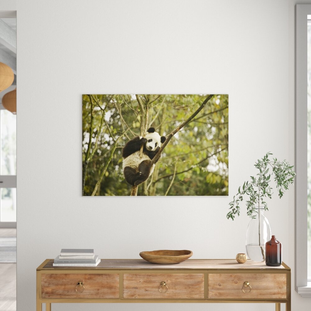 Leinwandbild Niedlicher Pandabär auf Baum