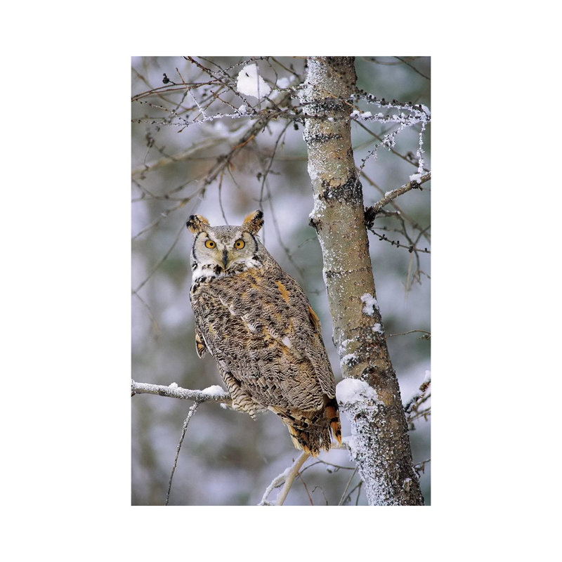 Great Horned Owl, Pale Form, Perching In A Snow-Covered Tree, British Columbia, Canada by Tim Fitzharris - Wrapped Canvas Print