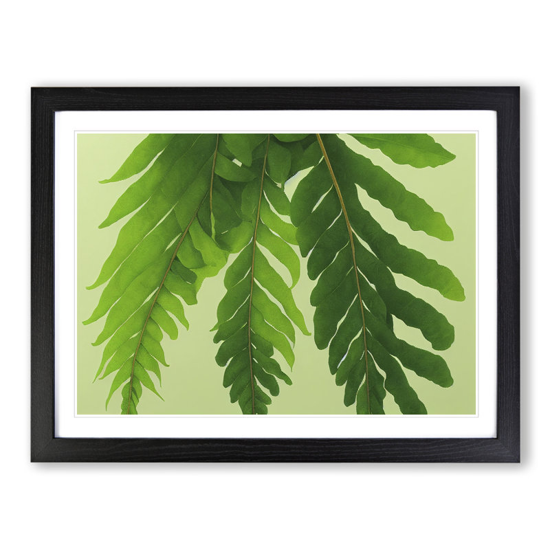 Unusual Fern Leaf - Framed Print, Black, 46cm H x 64cm W x 2cm D