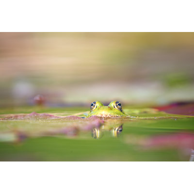Green Frog - Wrapped Canvas Print