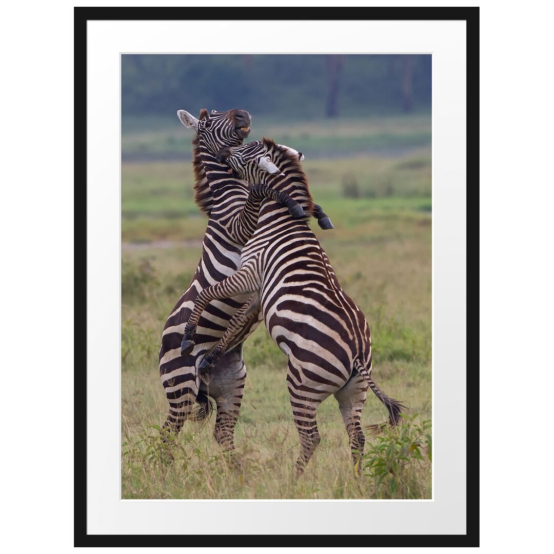 Gerahmtes Poster Kämpfende Zebras