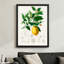 Branche de citron moderne et abstraite avec fruits, fleurs et illustrations botaniques détaillées, style art botanique scientifique. Art mural 24 "x 36" avec cadre en bois noir