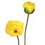 Coquelicot d'été + bourgeon 29 po -853245132