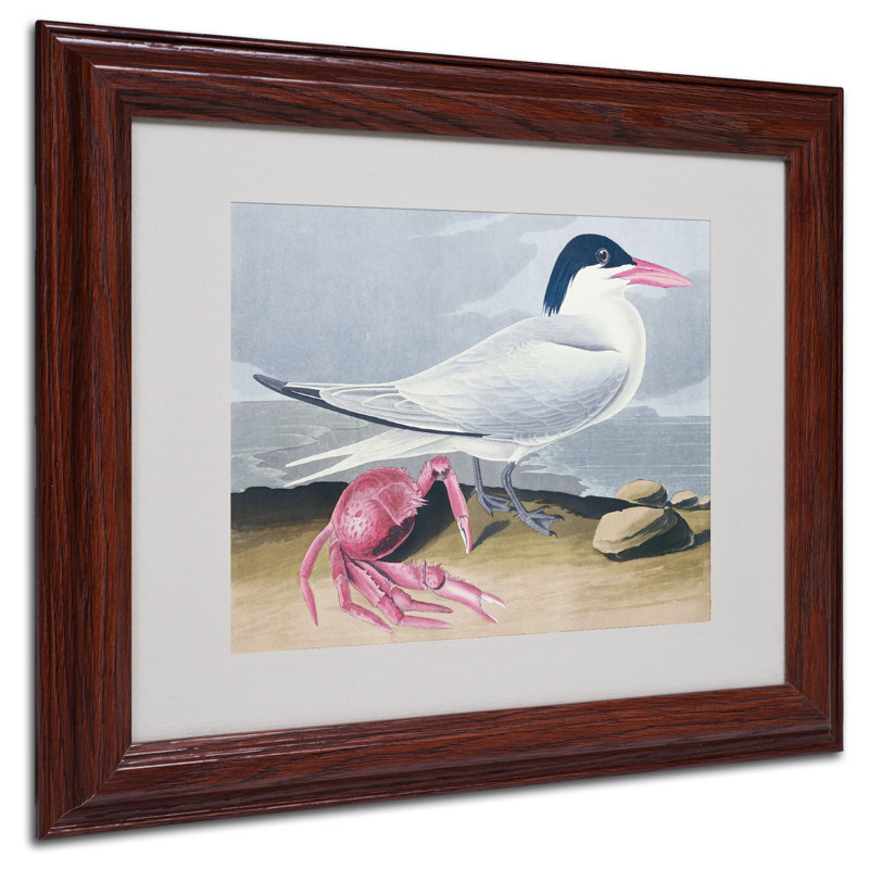 Cayenne Tern par John James Audubon - reproduction d'art sur toile, H 11 po x l 14 po x P 0,5 po, Brun