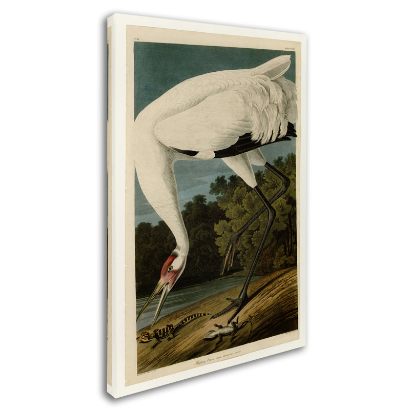 Whooping Crane Bird Portrait Canvas Art Print
