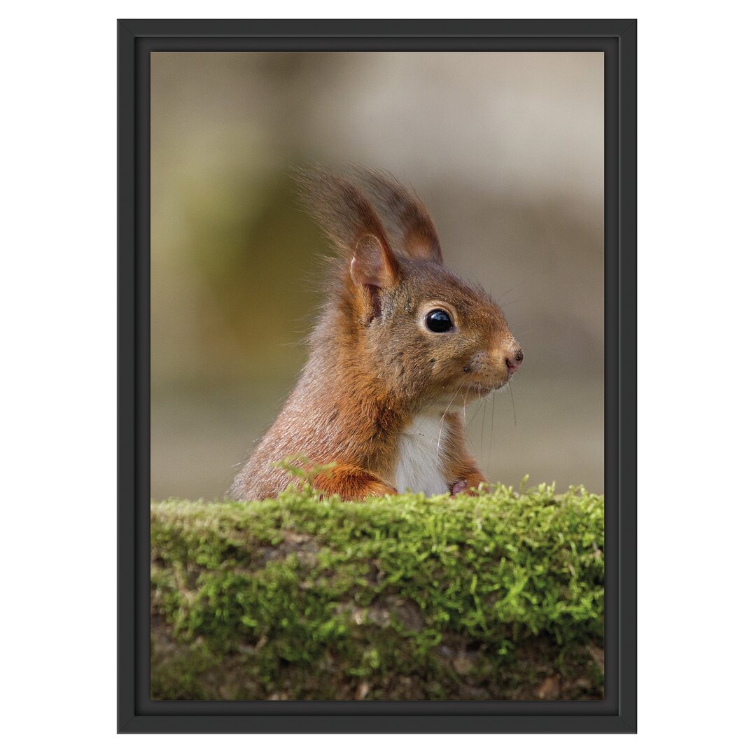 Eichhörnchen auf einem Baum Gerahmter Fotokunstdruck