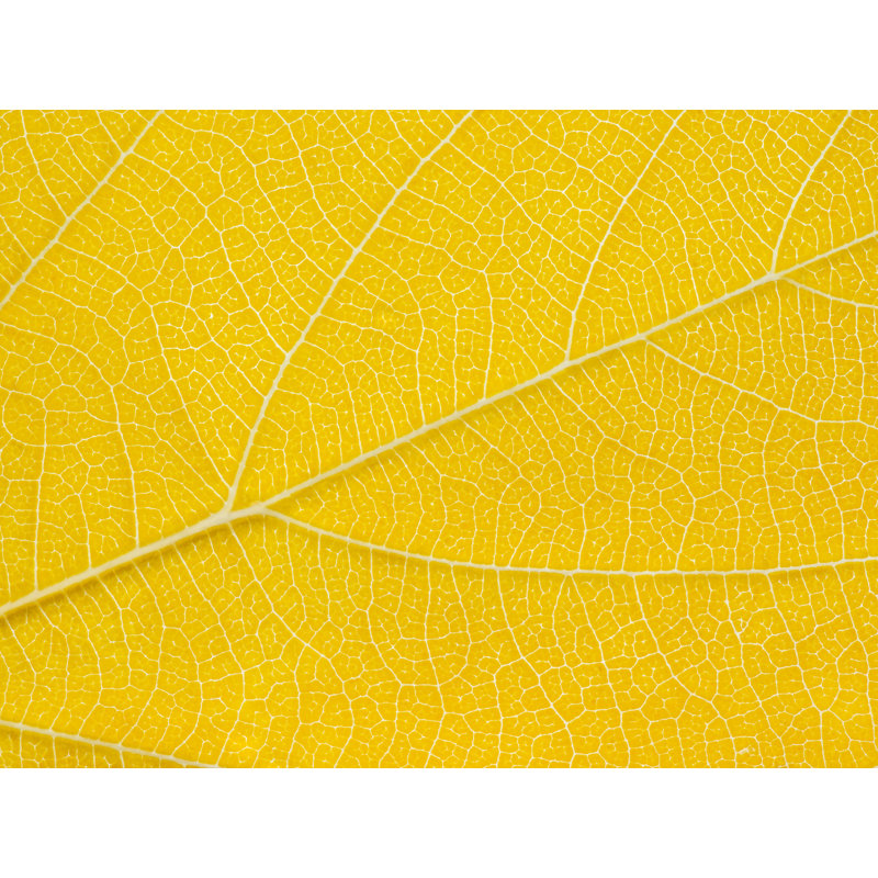 Feuille d'automne par Philippe Moisoux - impression, H 24 po x l 32 po, Toile tendue