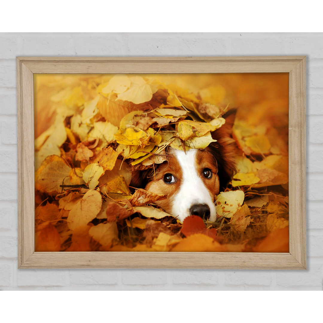 Hund im Herbstlaub - Druck