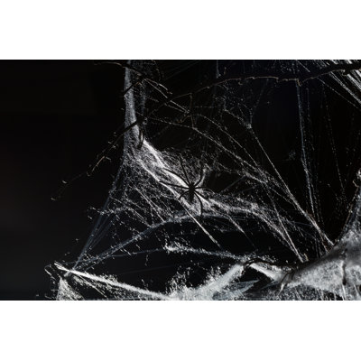 Toile d'araignée sur toile par Grape_Vein, photographie