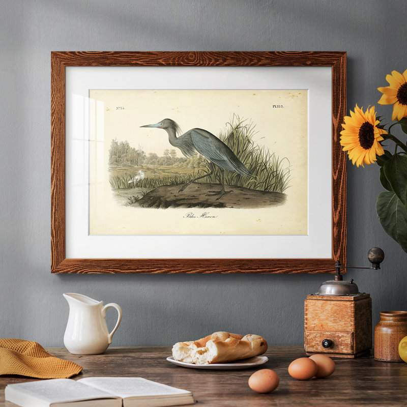 Audubons Blue Heron, Érable