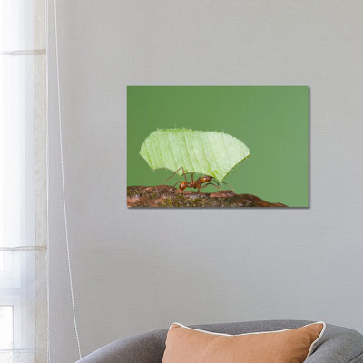Leafcutter Ant Carrying Leaf, Costa Rica II by Steve Gettle - Wrapped Canvas Gallery-Wrapped Canvas Giclée