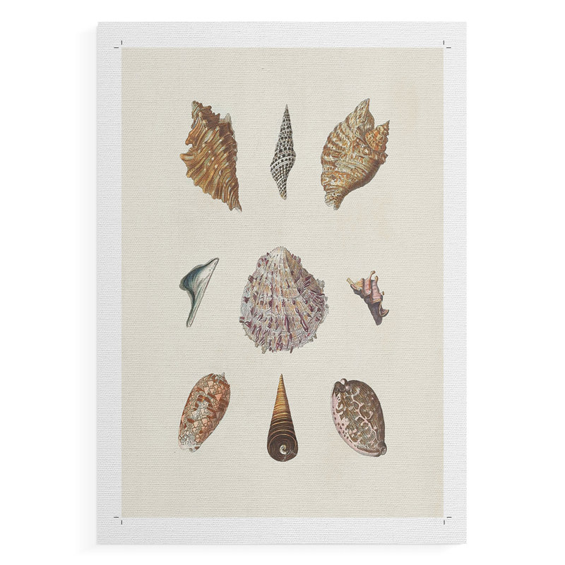 Knorr Shells & Coral VI - Impression sur toile seulement - NON CADRE, H 18 po x l 12 po