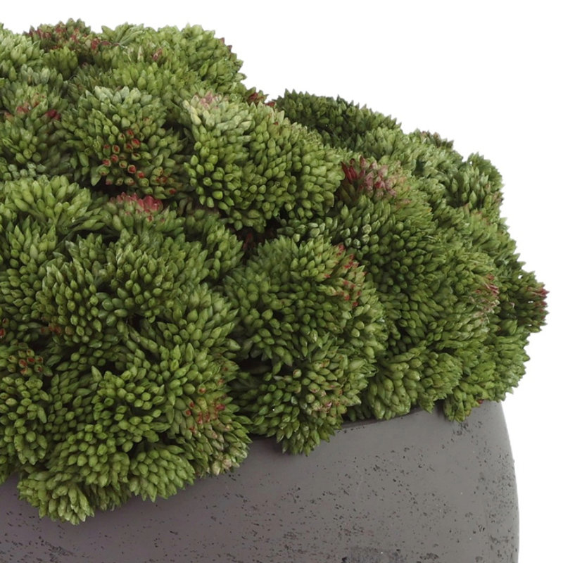 Sedum disposée en pot de fibres, Noir, Vert