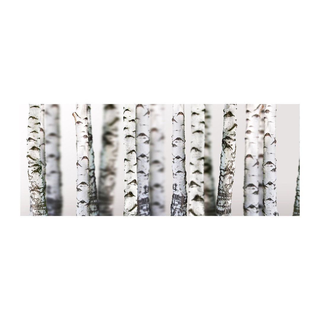 Glasbild Birch Trunks