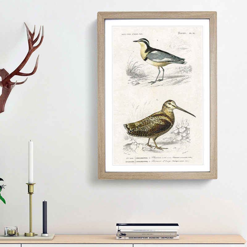 Bird Illustrations PL. 22 by Charles d Orbigny - Framed Print, Oak Framed, 63cm H x 45cm W x 2cm D