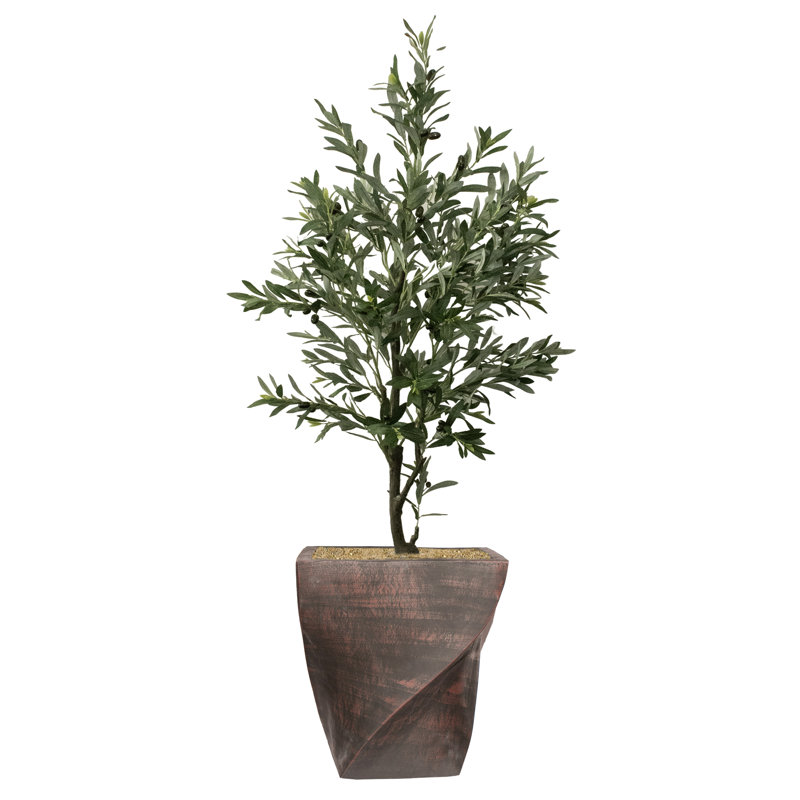 69.5 Olive Plant