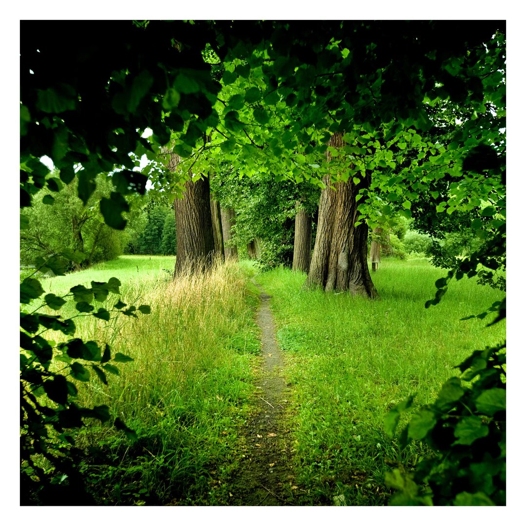 Matt Fototapete Verborgene Lichtung 2,4 m x 240 cm