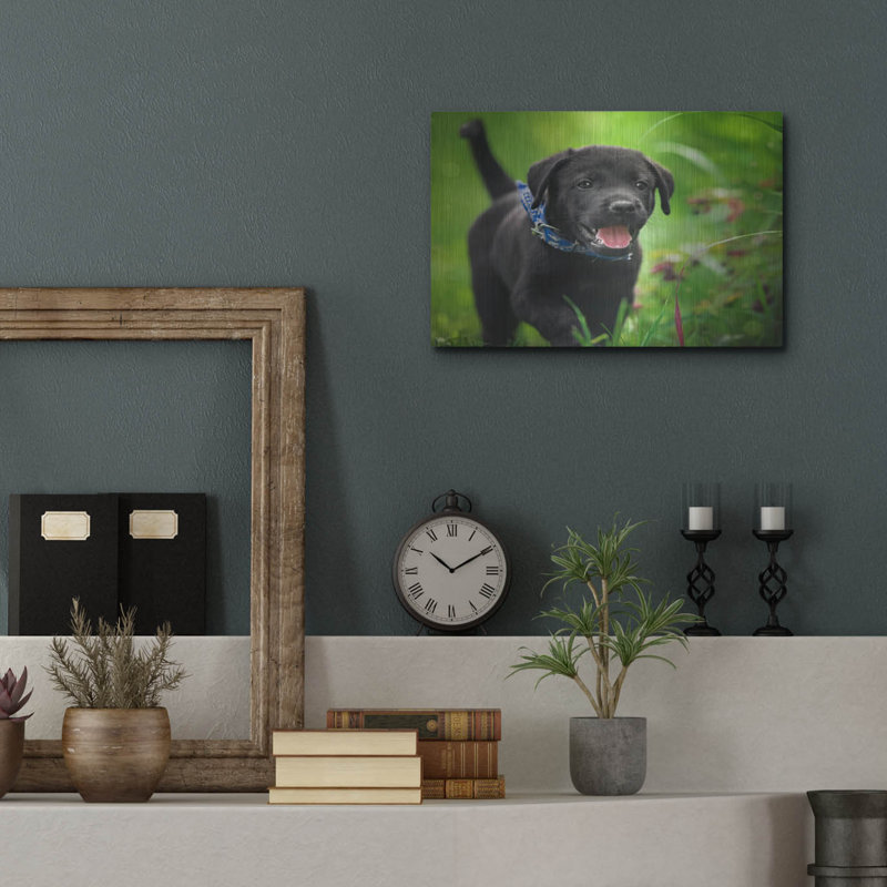 «Black Lab Pup 15» par Jonathan Ross, H 12 po x l 16 po