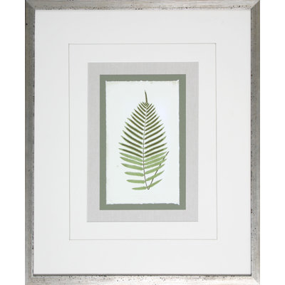 Fern6 Print