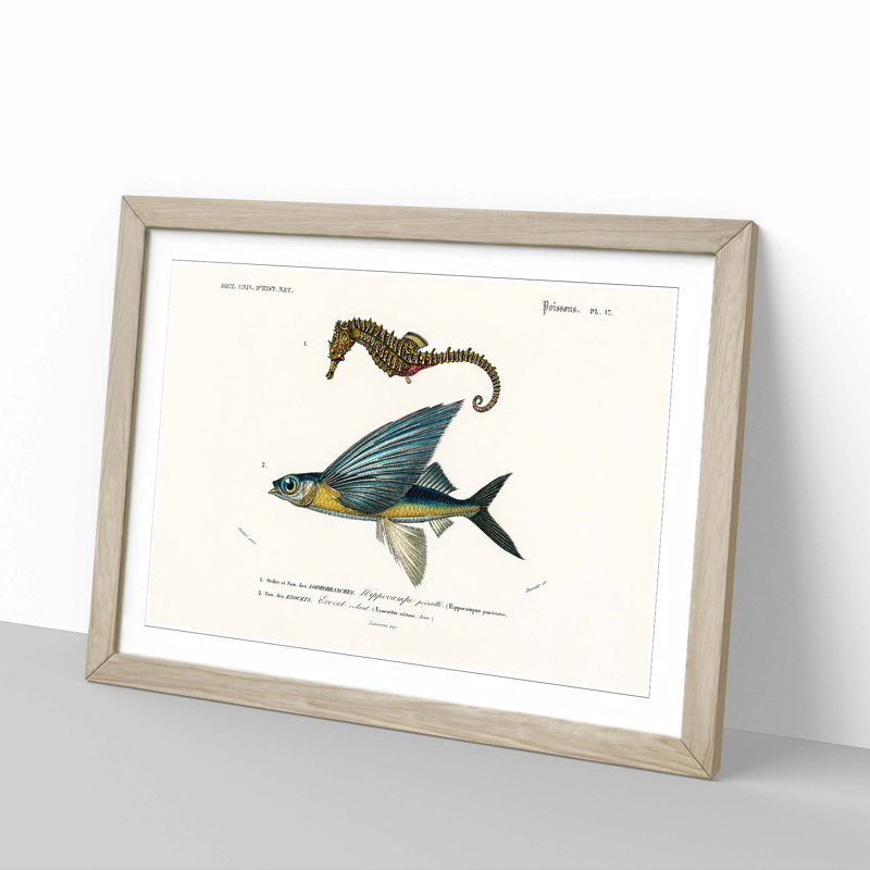 Seahorse & Flying Fish by Charles d' Orbigny - Picture Frame Painting Print, Oak Framed, 48cm H x 65cm W x 2cm D