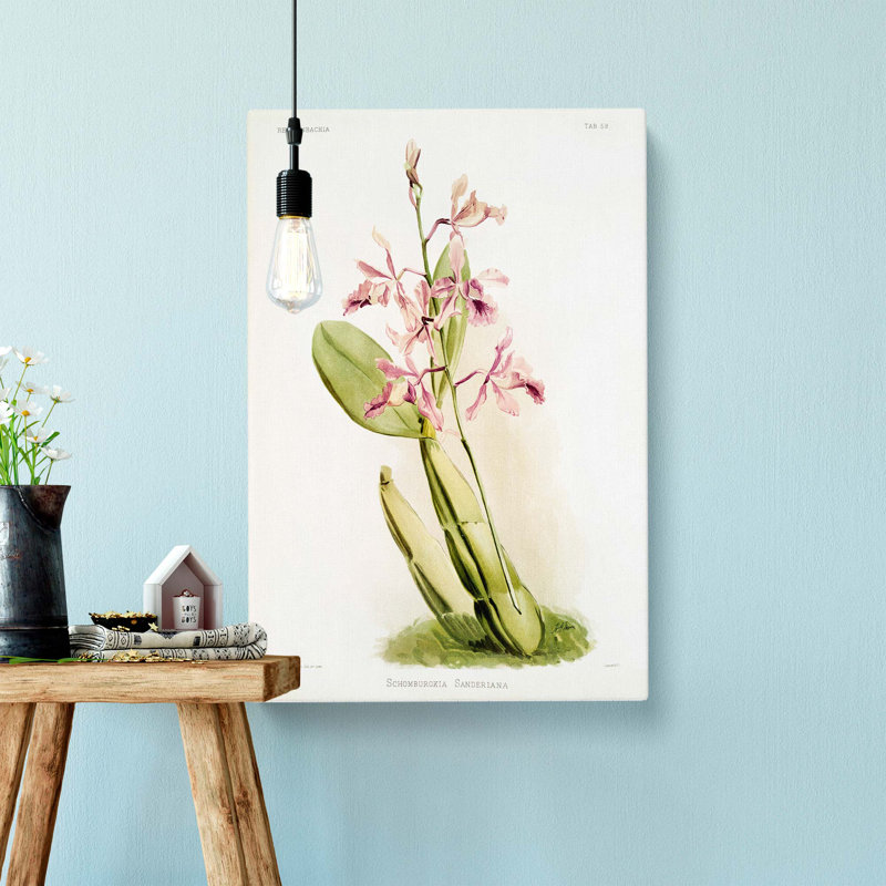 Magnolia Flowers Illustration Tab.59 by Frederick Sander - Wrapped Canvas, 60cm H x 40cm W x 3cm D