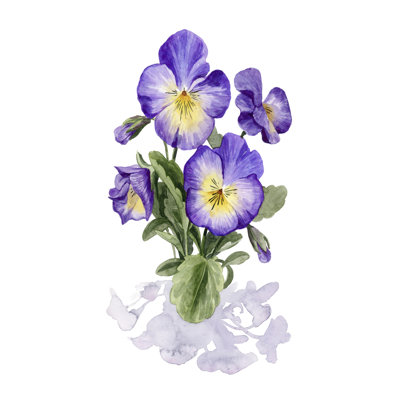 Viola Pansies I - Painting