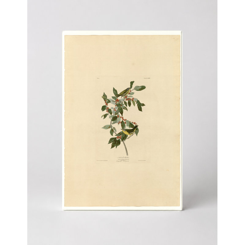 Nashville Warbler (Plate Lxxxix) - Portrait, art mural sur toile, 14" W x 11" H