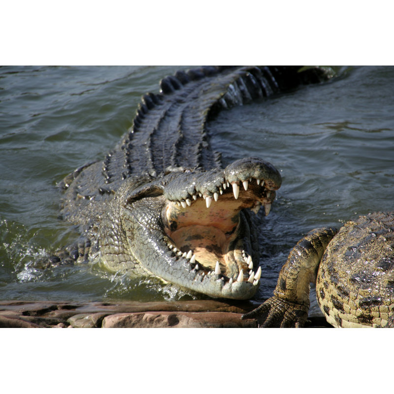 Alligator About To Bite by Scottespie - No Frame Print on Canvas, 51cm H x 76cm W