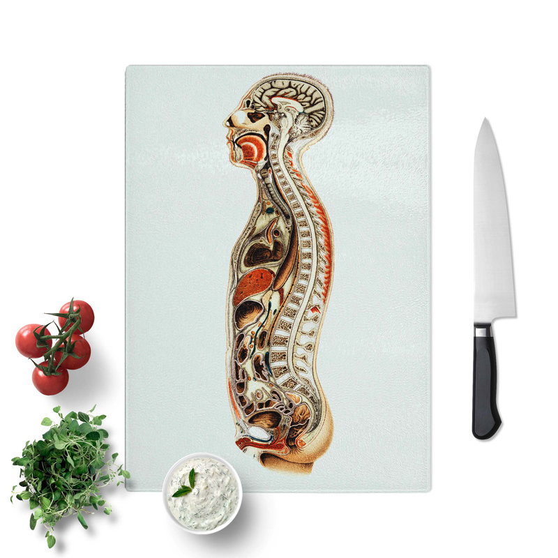 Tempered Glass Anatomy of the Human Body Chopping Board, 28.5 cm W x 39 cm L