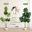 Plant-96273165