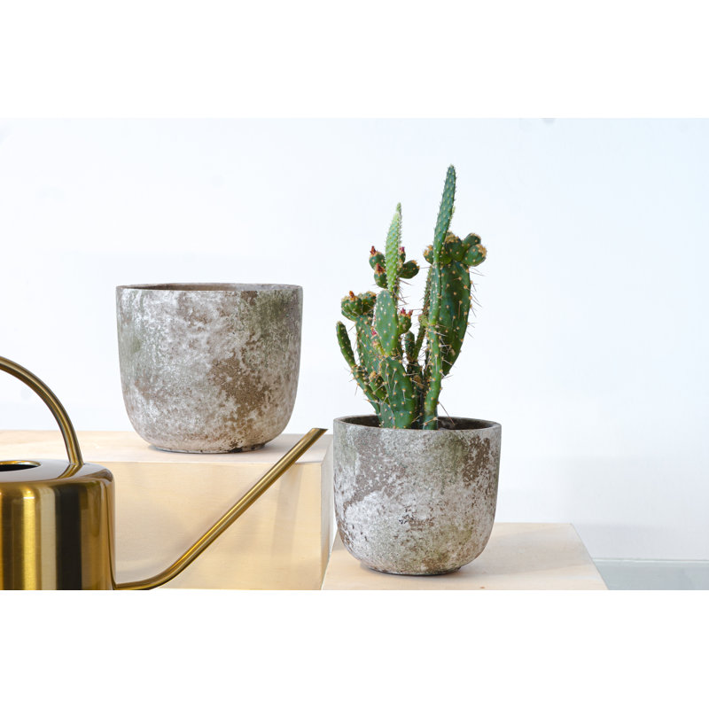 Hasana Pot Planter, 13cm H x 15cm W x 15cm D