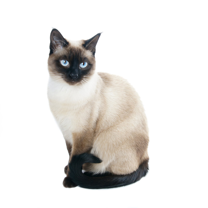 Cat - Wrapped Canvas Print, 30cm H x 30cm W x 3.8cm D