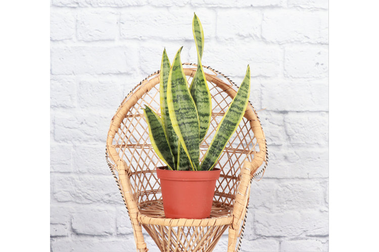 snake plant in a pot sitting on a rattan chair