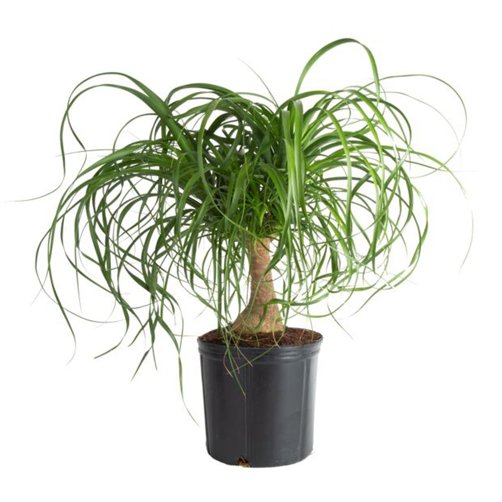 Costa Farms Indoor Ponytail Palm House Plant in 10-inch Nursery Pot