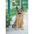 Sitting German Shepherd Statue-34191796