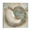 Coastal Gems Iv by John Seba - Print on Canvas-42155112-101415975
