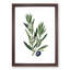 Olive Tree Flowers Illustration - Framed Print-55581170-55581169